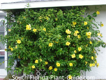 in vines flowering florida yellow yellow flower open with blossoms which reddish brown into buds bright