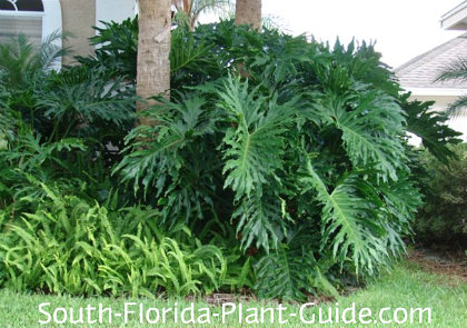 philodendron florida selloum plants south tropical plant landscape sun landscaping zone green shade garden leaves yard outdoor grow guide tree