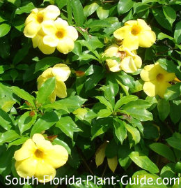 vines in flowering yellow florida Allamanda Vine