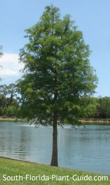 What is a bald cypress tree?