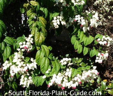 florida flowering south vines Vine Bleeding Heart