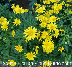 Flowering Perennials For South Florida Yellow Bush Daisy Flowers