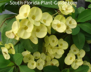 Crown Of Thorns University Florida Insute Food And Single Flower Of Crown Thorns