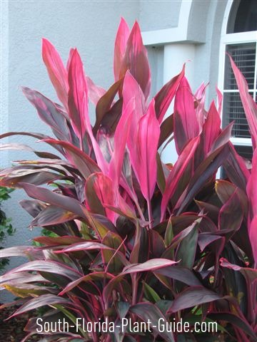 Dracaenas, Lilies & Other Tropical Accents