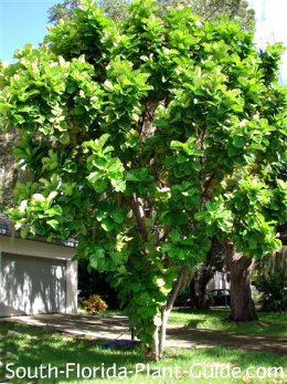 mulberry tree dropping leaves, Fort Meade FL
