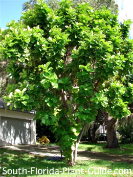 fiddle fig leaf florida tree plant south guide leaves ficus plants spacing mature yard specimen
