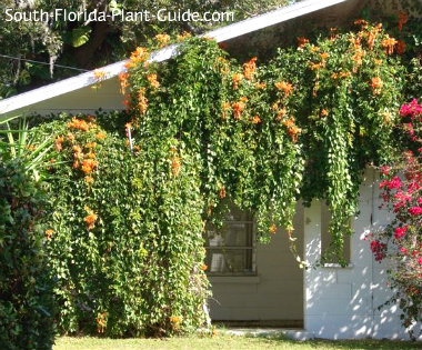 vines in that full flowering grow sun Flame Vine Florida