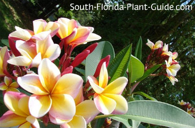 Frangipani Tree Red Pink Yellow Flowers Of Frangipani Tree