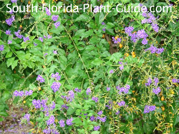 dewdrop golden flowers florida plant guide south berries