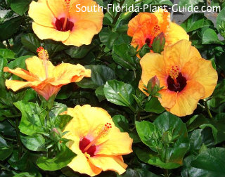 How do you care for a hibiscus tree?