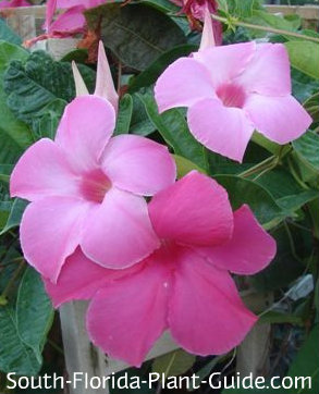 flowering vines florida south Mandevilla flowering Easy care defy in colors that description. vines