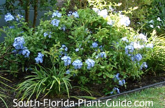 Blue Plumbago Dominating A Garden Bed