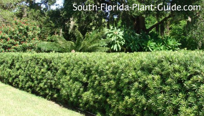 when is the best time to trim evergreen shrubs, Kathleen FL