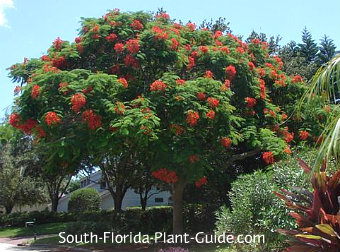 Mature tree in a front yard