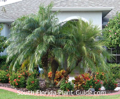 Florida Palm Trees in Landscaping