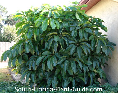 Schefflera