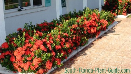Florida Flowering Shrubs