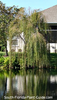 weeping willow tree pond water plant florida trees planting willows near