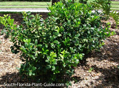 When to trim plum trees, Orlando FL