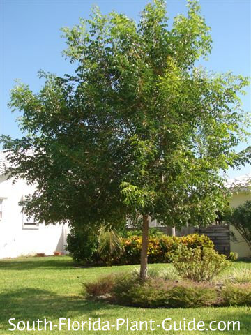 Mahogany Tree