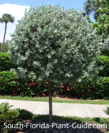 buttonwood silver florida plant south tree plants trees leaves sericeus conocarpus erectus guide gray hedge var shrub soft velvety landscaping