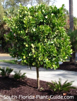 Clusia Rosea And Guttifera Trained To Tree Form