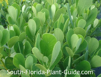 Clusia Rosea And Guttifera Guttifera Leaf Detail