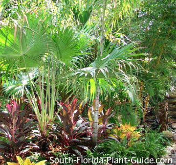 South Florida Landscaping Ideas Landscape In A Box Tropical Garden With Ferns Cordylines Crotons And Palms