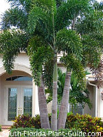 triple foxtail palm triple foxtail palm