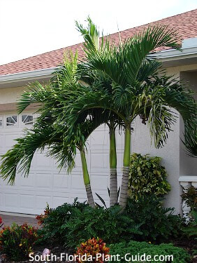 Tropical Landscaping For South Florida, Florida Landscape Plants Native And Exotic