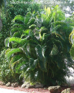 Shade Landscaping For South Florida, Native Florida Plants For Shady Landscapes