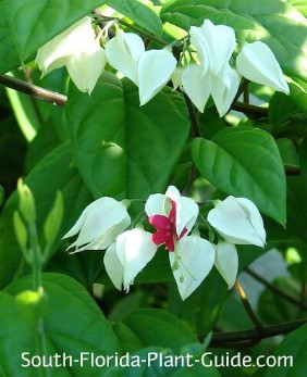 LB-bleeding-heart-flowers-280.jpg LB-bleeding-heart-flowers-280.jpg