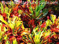 classic south florida landscapes