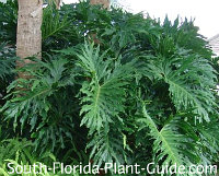 Tropical Landscaping for South Florida