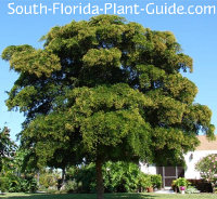 low maintenance landscaping for south florida