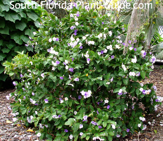 Yesterday Today And Tomorrow Large Shrub In Full Bloom