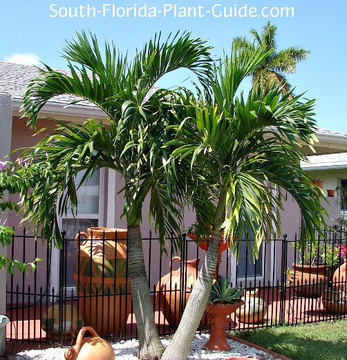 Adonidia Palm