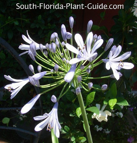 Agapanthus - Lily of the Nile