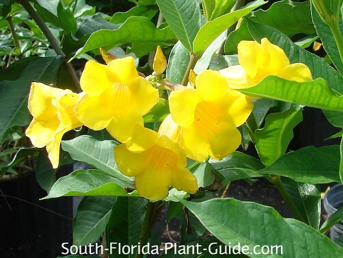 Bush Allamanda