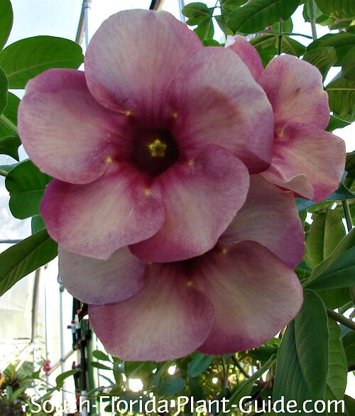 Cherries Jubilee flowers Cherries Jubilee flowers