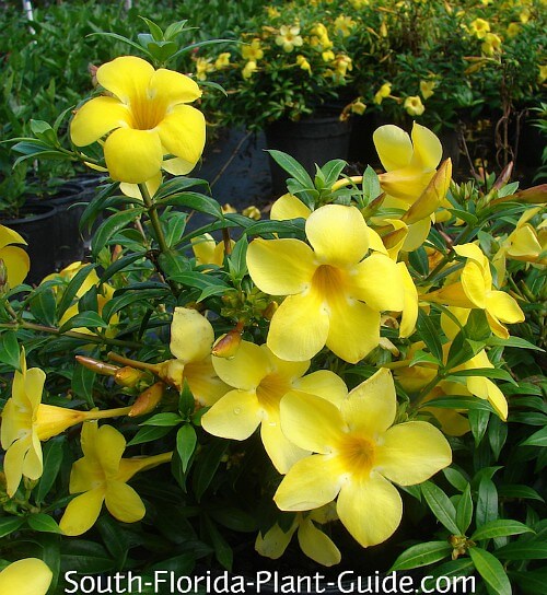 Allamanda cathartica Yellow Flower Plant 