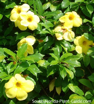 Allamanda Vine Allamanda Vine