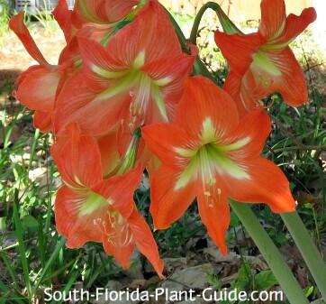 orange amaryllis flower