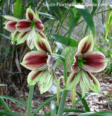 'Papilio' variety flowers 'Papilio' variety flowers