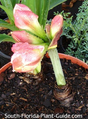 Bulb sprouting Bulb sprouting