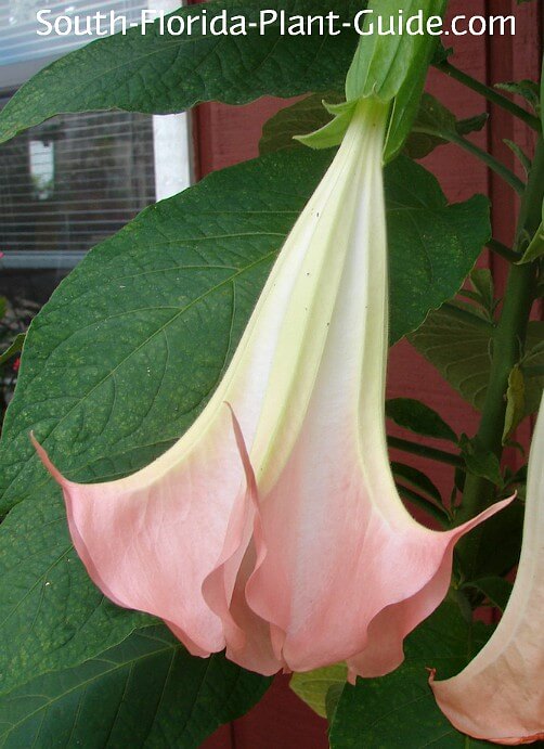 ANGEL'S TRUMPETS MIX Datura brugmansia Tropical woody shrub 6 SEEDS