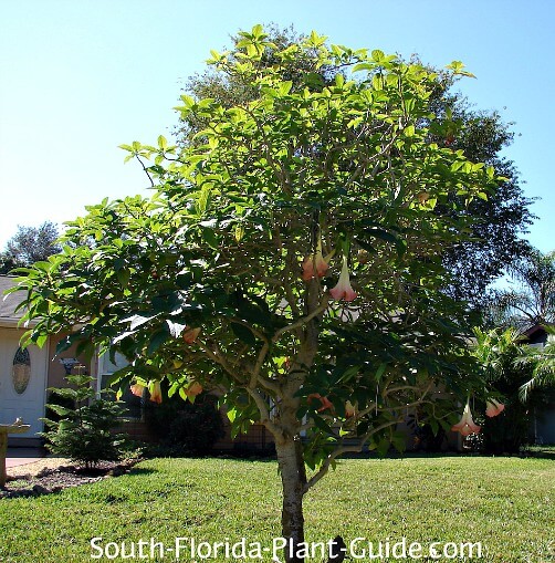 Small tree finishing a bloom cycle Small tree finishing a bloom cycle