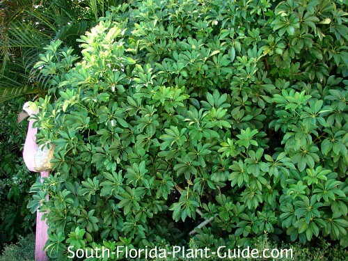 green arboricola green arboricola