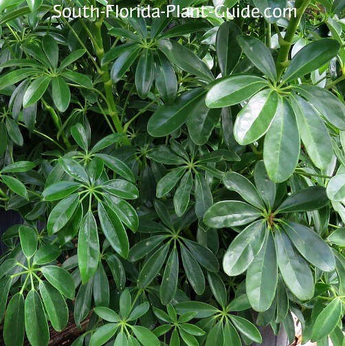 leaf detail leaf detail