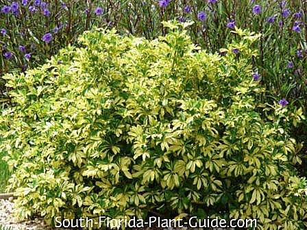 in front of purple ruella in front of purple ruella